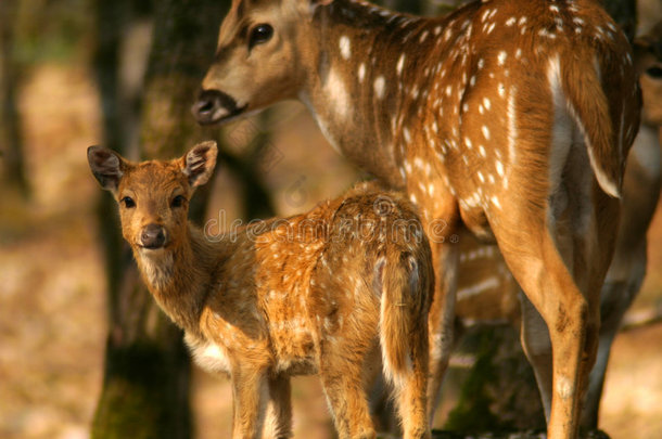 小鹿和妈妈