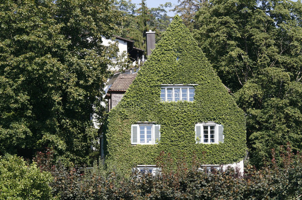 树叶覆盖的房子