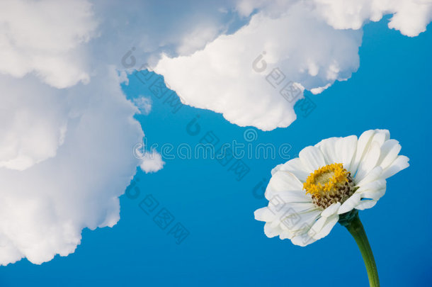 云朵下的花
