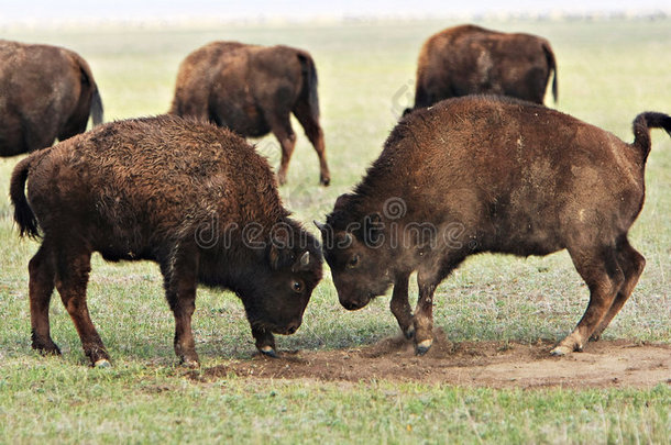 两只野牛在打架