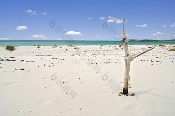热带海滩和枯树