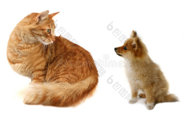 猫<strong>vs</strong>狗