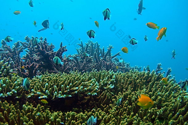 热带海洋生物