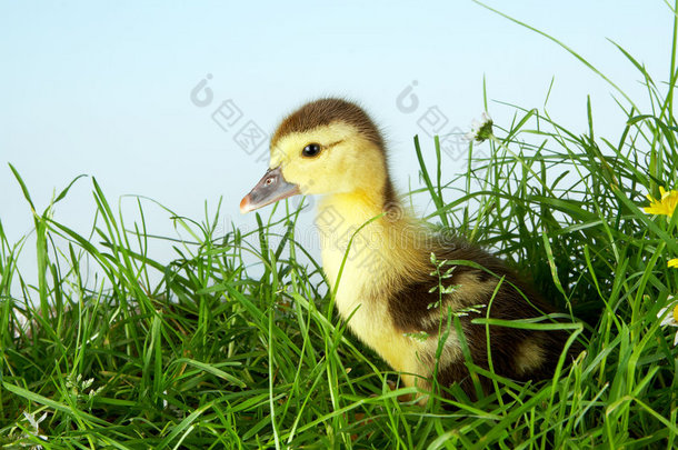 草丛中的小鸭