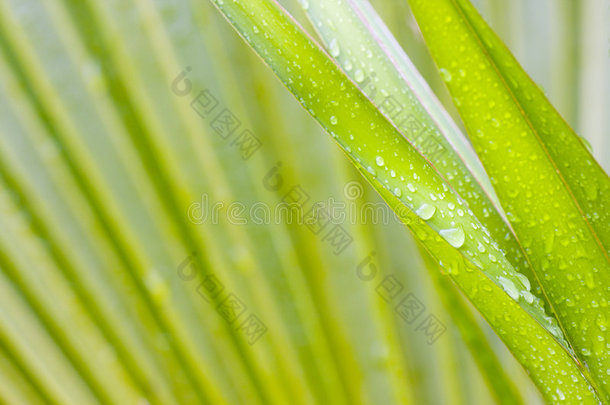 雨后棕榈树的叶子