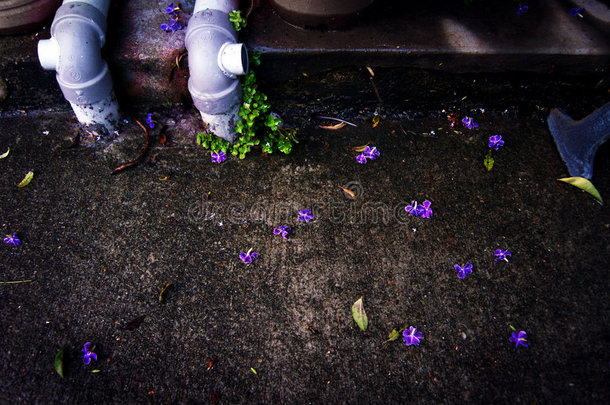 人行道和落下的紫色花瓣