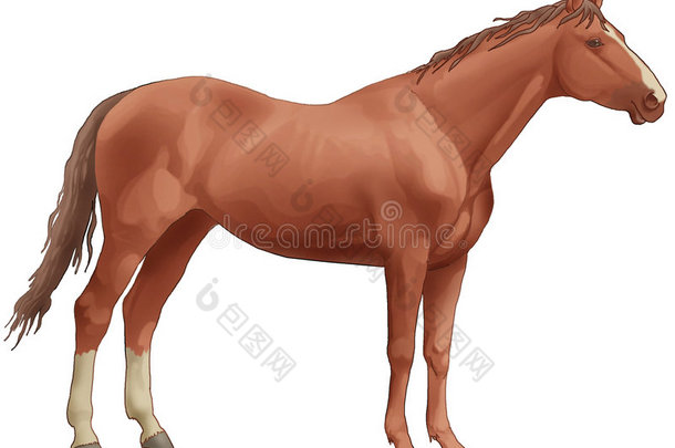 棕色漂亮的马。白色的后腿，长长的泰拳