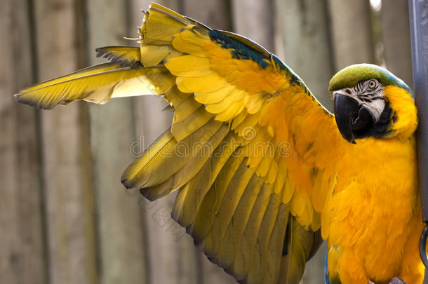 蓝金色金刚鹦鹉伸展着黄色的翅膀