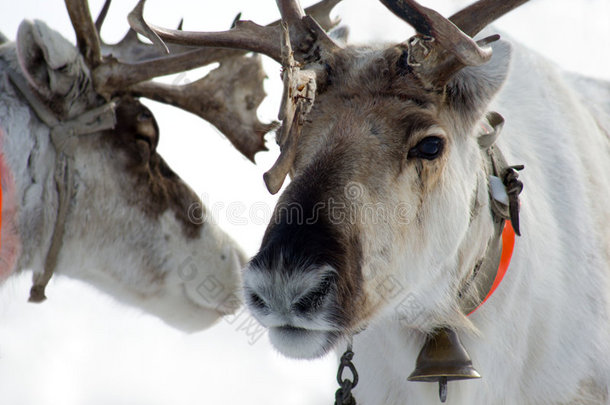 动物鹿角圣诞节寒冷的竞争