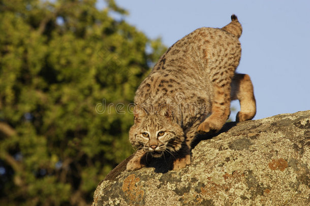 山猫从巨石中<strong>跳出</strong>来