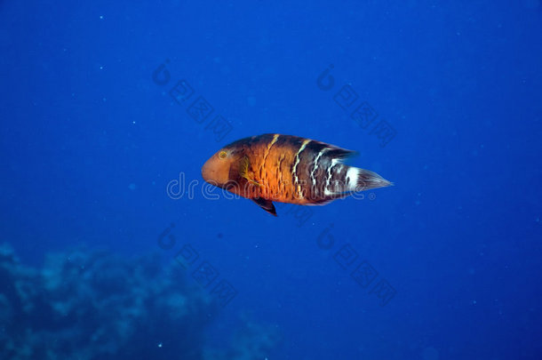 <strong>红</strong>胸濑鱼（cheilinus quinkecintus）