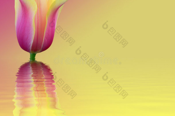 粉红和黄色背景的郁金香花卡