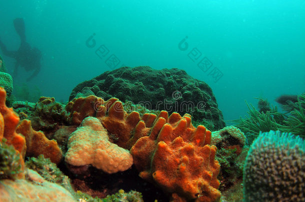 梭鱼珊瑚潜水潜水员佛罗里达州