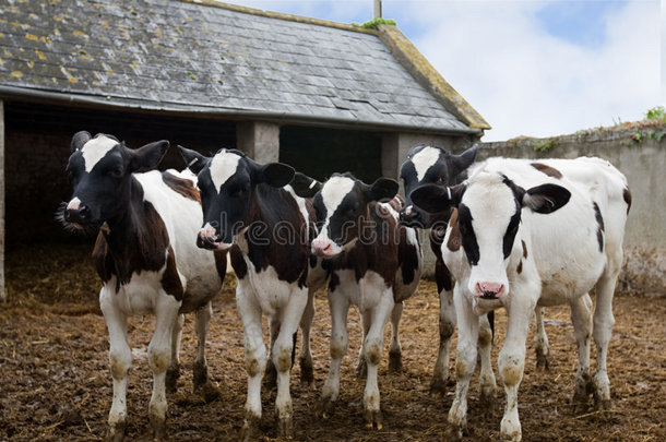 小牛在院子里排队