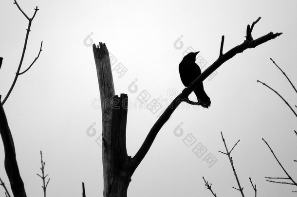 栖息在枯<strong>树枝</strong>上的黑鸟<strong>剪影</strong>