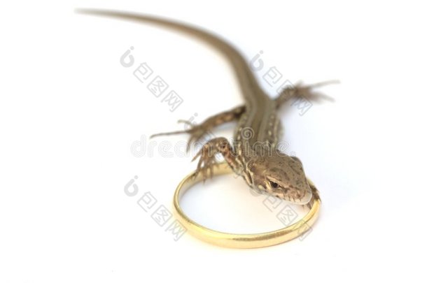 带结婚戒指的蜥蜴