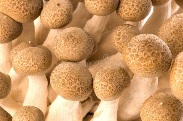亚洲食用石麻菇