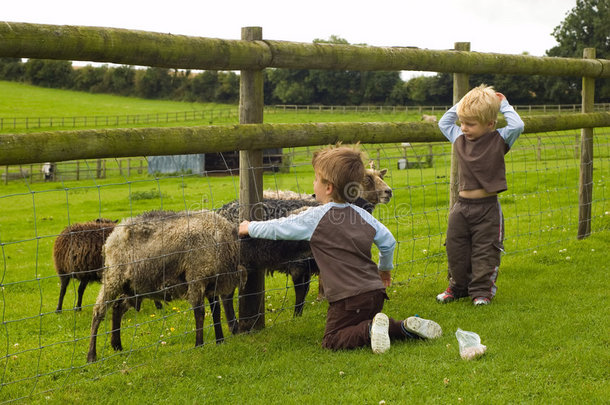 孩子们在喂山羊。
