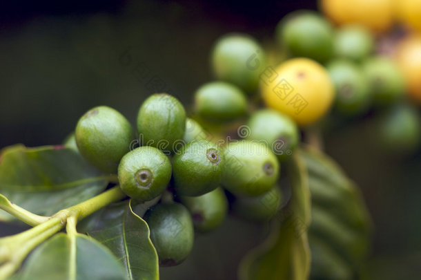 树枝上的咖啡豆
