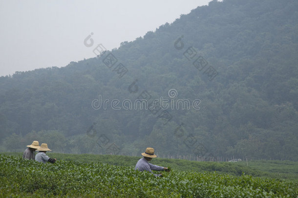杭州附近的龙井采茶