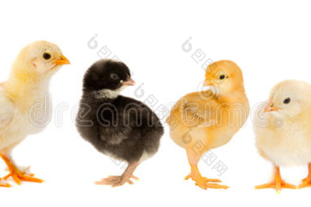 五只黄色小鸡和一只黑色小鸡