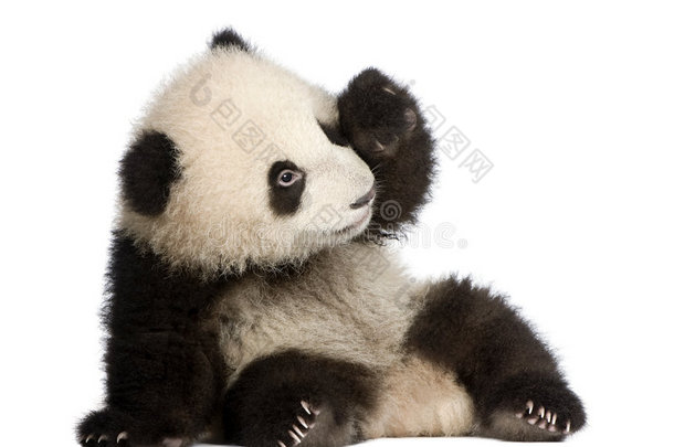 大熊猫（6个月）-大熊猫