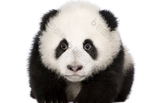 大熊猫（4个月）-大熊猫