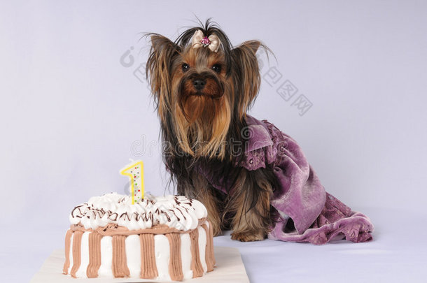 约克郡猎犬穿着带蛋糕的连衣裙