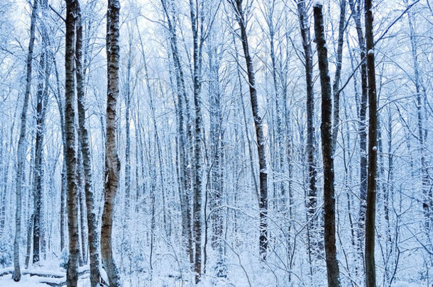 黎明前的冬林