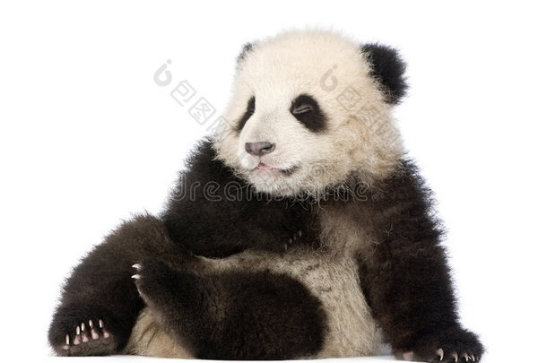 大熊猫（6个月）-大熊猫