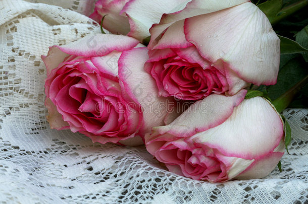 粉色和白色<strong>玫瑰</strong>