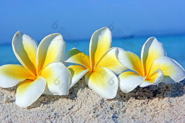 海滩上的花