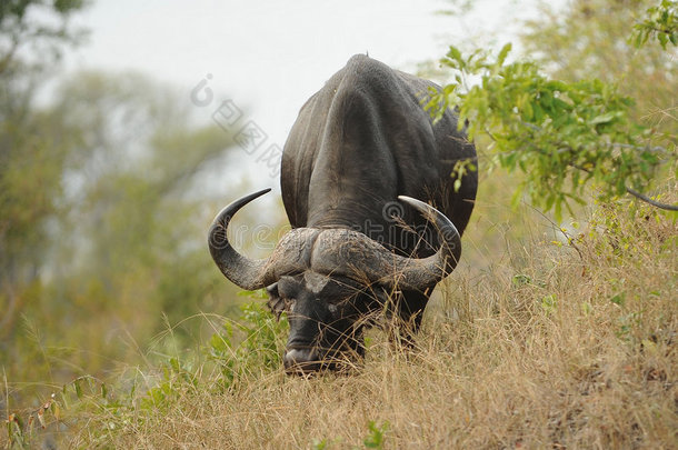 非洲非洲的动物边远地区水牛
