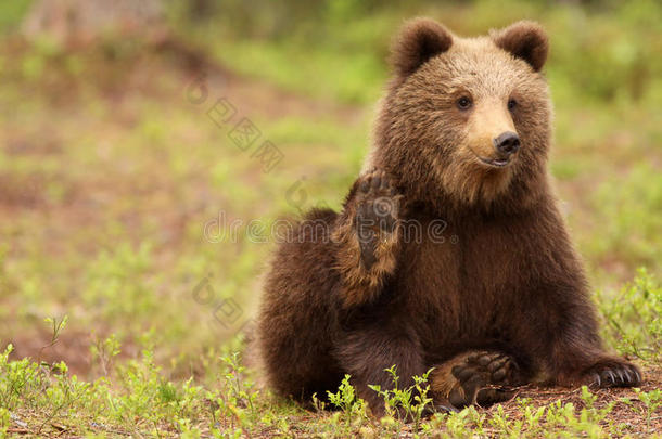 可爱的小棕熊看着你挥手