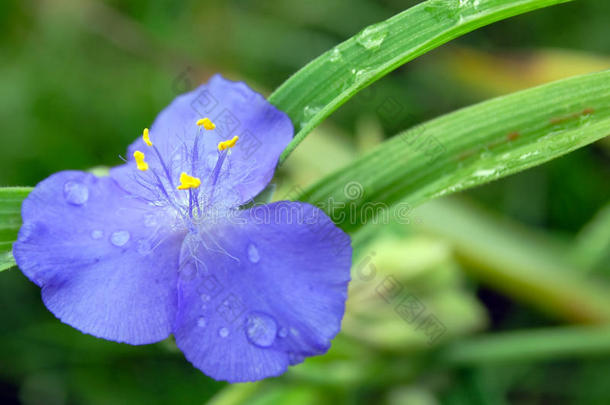 紫露草开花