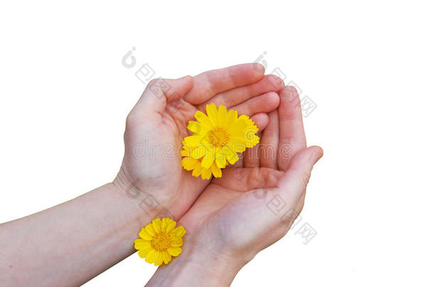 女人手中的黄花