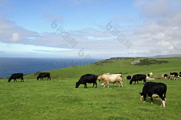 奶牛与英吉利海峡
