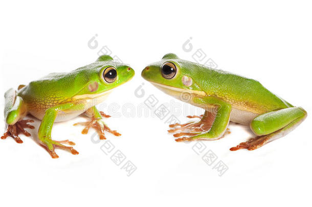 两只树蛙