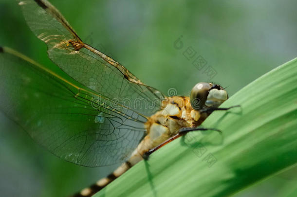 躺在草地上的蜻蜓