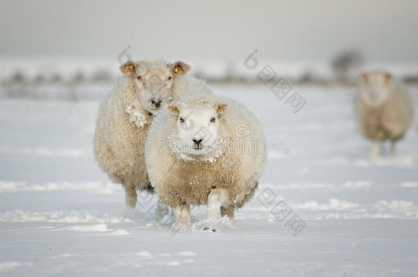 雪中<strong>送羊</strong>