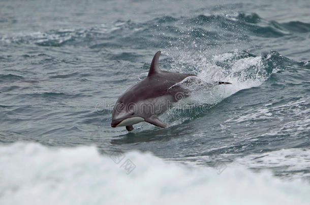 不列颠哥伦比亚省的白海豚