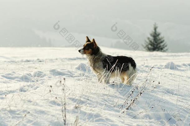 雪上的狗