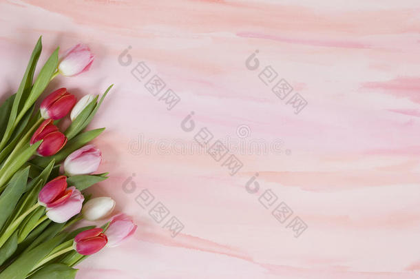 淡色水彩上的红色和粉色郁金香-春天