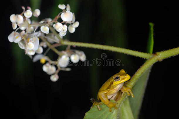 哥斯达黎加树叶上的黄树蛙