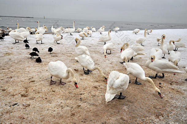动物海滩鸟海岸海岸线