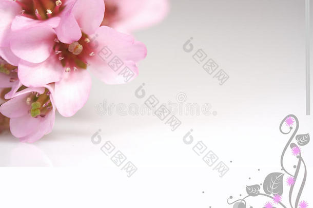粉色花朵和插画