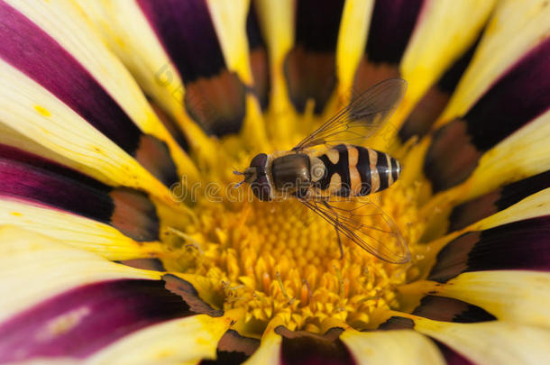 蜜蜂坐在开满鲜花的嘎扎尼亚午后
