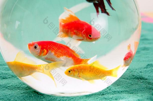 圆形玻璃碗里的鱼<strong>红鲤鱼</strong>绿背