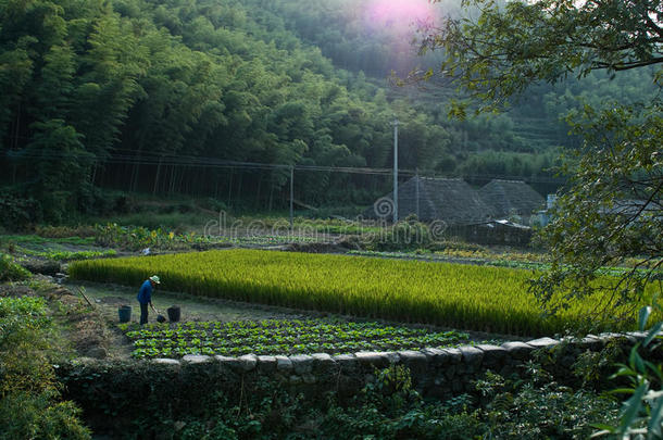 中国山村的培育