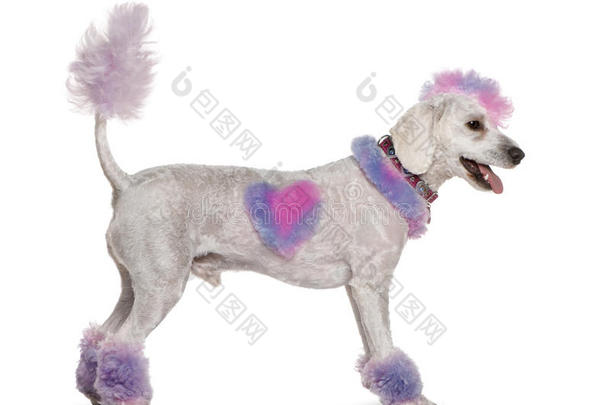 粉红紫色皮毛和莫霍克毛的毛贵宾犬